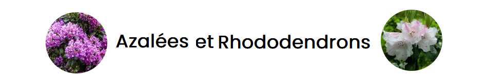 04   Bandeau Azalées Rhododendrons