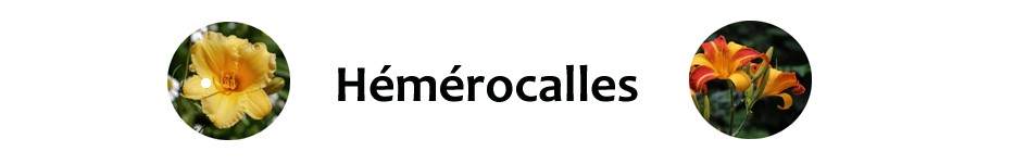 06 Bandeau hémérocalles