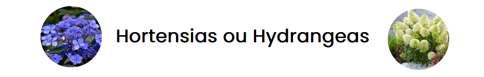 07 Bandeau Hydrangeas