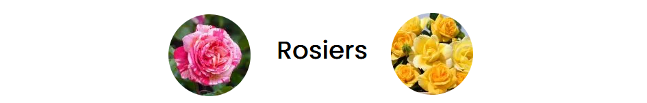 08   Bandeau  Rosiers