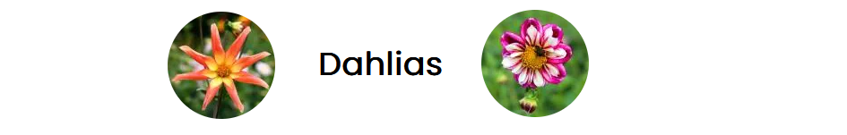 09   Bandeau  Dahlias