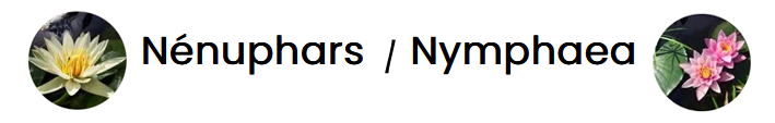 11   Bandeau Nympheas copie