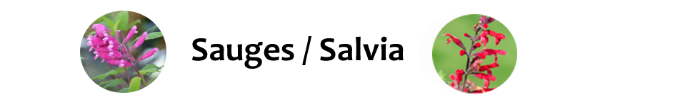 14   Bandeau Sauges