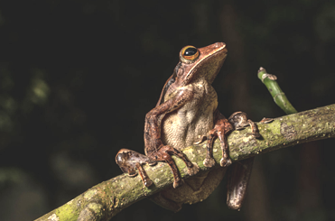 Burmese Frog 2