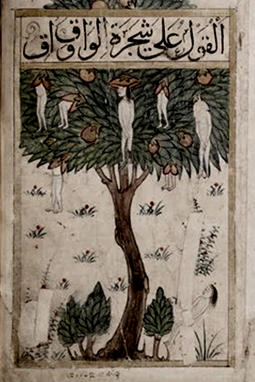 24   Arbre persan