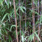bambou-non-tracant-obelisk-525