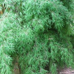 fargesia-angustissima-bambou-non-tracant-borinda_2