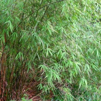 fargesia-angustissima-bambou-non-tracant-borinda