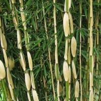 fargesia-robusta-pingwu-bambou02