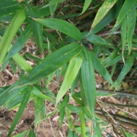 feuillesnidularia525