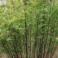 phyllostachys-nigra-bambou-noir